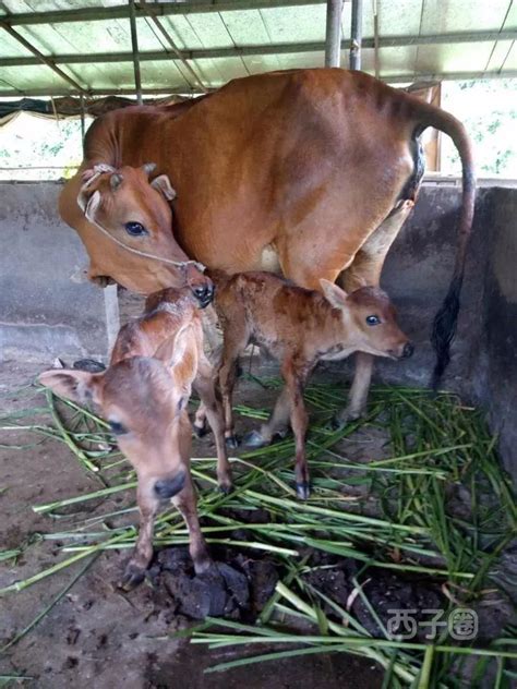 牛年起名_适合牛宝宝的吉祥好听的名字,第2张 牛年起名_适合牛宝宝的吉祥好听的名字,第2张
